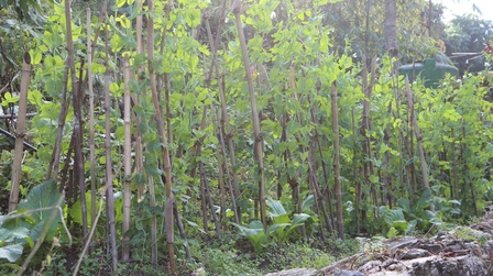 How to Stake Plants in Your Garden to Keep Them Upright?