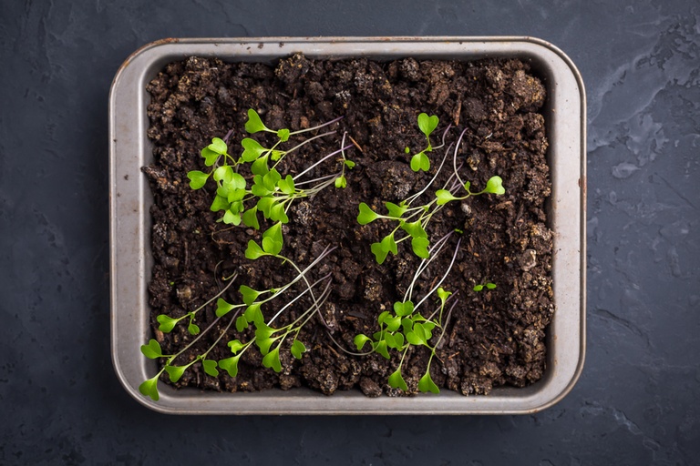 Tried and True Hacks to Fix and Prevent Leggy Seedlings Tried and True Hacks to Fix and Prevent Leggy Seedlings