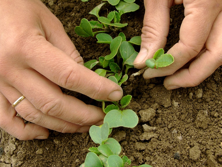 Tried and True Hacks to Fix and Prevent Leggy Seedlings Tried and True Hacks to Fix and Prevent Leggy Seedlings