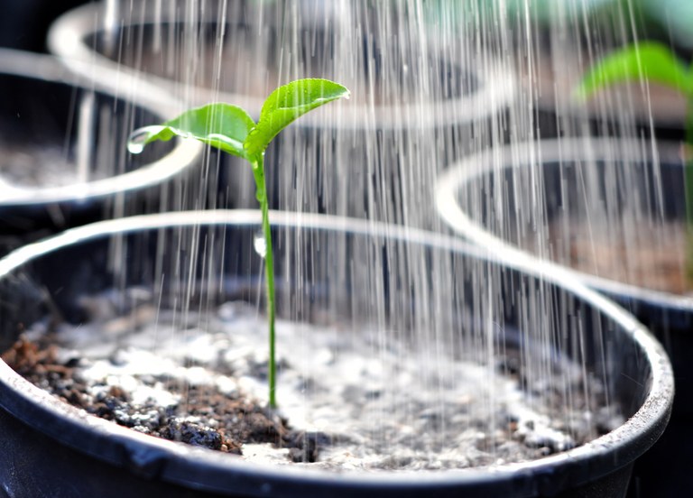 Tried and True Hacks to Fix and Prevent Leggy Seedlings Tried and True Hacks to Fix and Prevent Leggy Seedlings