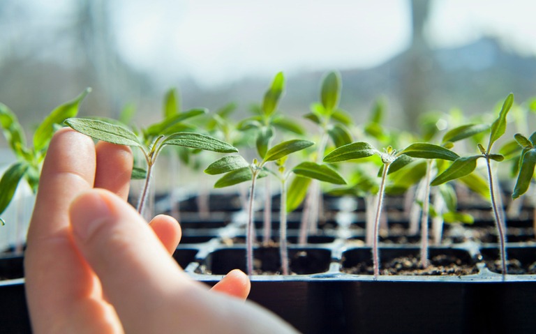 Tried and True Hacks to Fix and Prevent Leggy Seedlings Tried and True Hacks to Fix and Prevent Leggy Seedlings