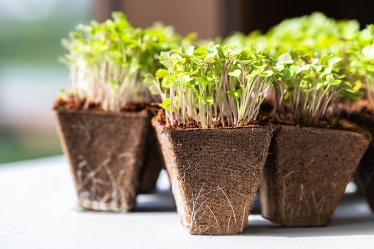 Tried and True Hacks to Fix and Prevent Leggy Seedlings Tried and True Hacks to Fix and Prevent Leggy Seedlings