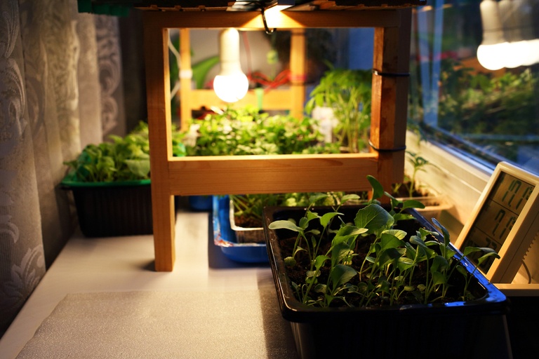 Tried and True Hacks to Fix and Prevent Leggy Seedlings Tried and True Hacks to Fix and Prevent Leggy Seedlings