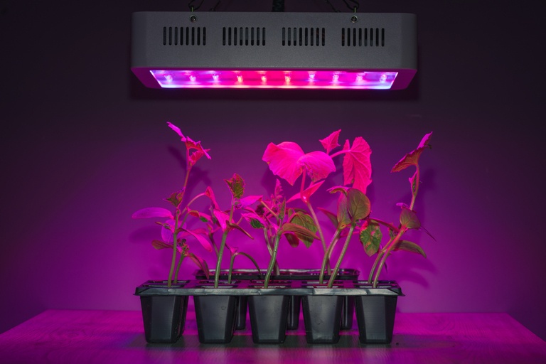 Tried and True Hacks to Fix and Prevent Leggy Seedlings Tried and True Hacks to Fix and Prevent Leggy Seedlings