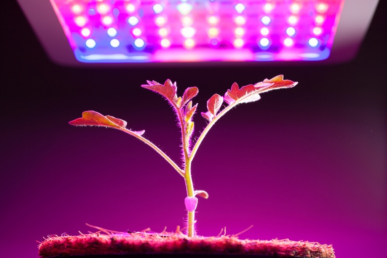 Tried and True Hacks to Fix and Prevent Leggy Seedlings Tried and True Hacks to Fix and Prevent Leggy Seedlings