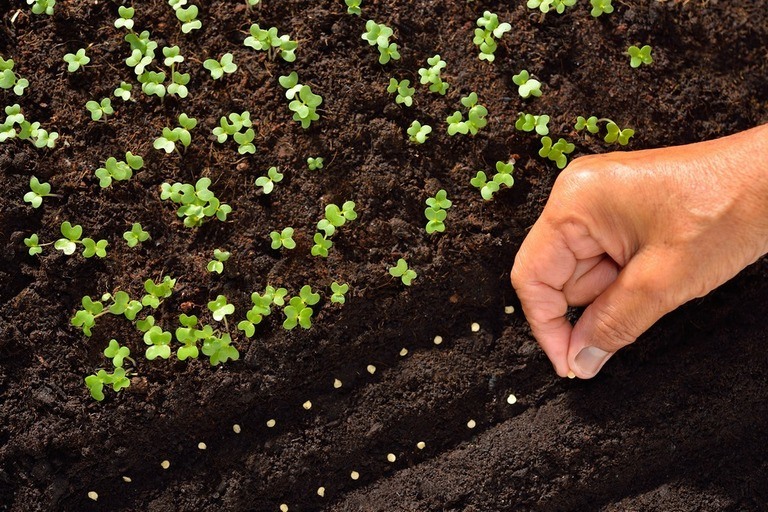 Tried and True Hacks to Fix and Prevent Leggy Seedlings Tried and True Hacks to Fix and Prevent Leggy Seedlings