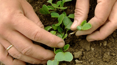 Tried and True Hacks to Fix and Prevent Leggy Seedlings