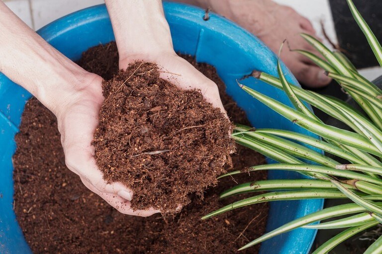 How to Do Proper Soil Blocking for Indoor Seedlings? How to Do Proper Soil Blocking for Indoor Seedlings?