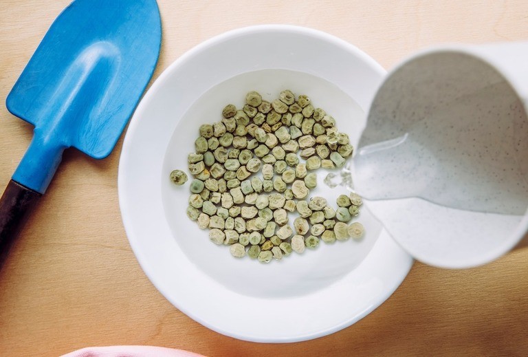 Reasons Why Your Seeds Didn’t Germinate – and How to Fix It? Reasons Why Your Seeds Didn’t Germinate – and How to Fix It?