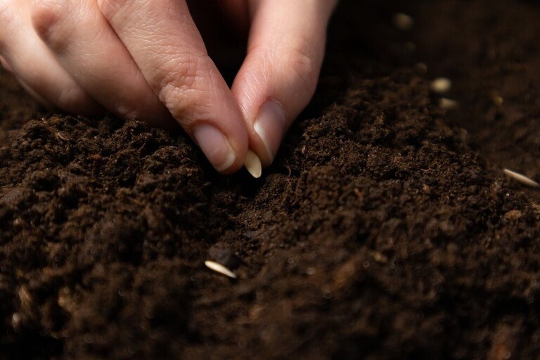 Reasons Why Your Seeds Didn’t Germinate – and How to Fix It? Reasons Why Your Seeds Didn’t Germinate – and How to Fix It?