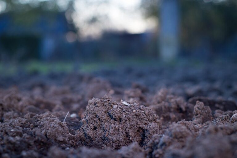 Reasons Why Your Seeds Didn’t Germinate – and How to Fix It? Reasons Why Your Seeds Didn’t Germinate – and How to Fix It?