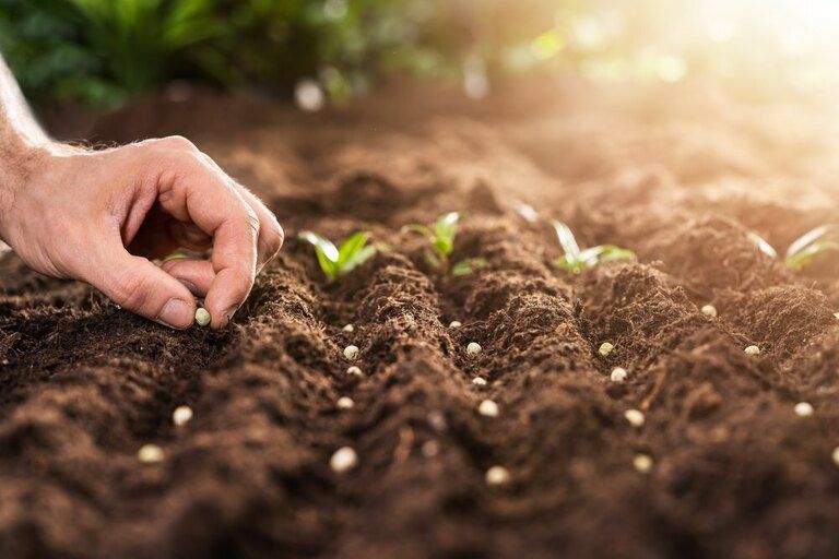 Reasons Why Your Seeds Didn’t Germinate – and How to Fix It? Reasons Why Your Seeds Didn’t Germinate – and How to Fix It?