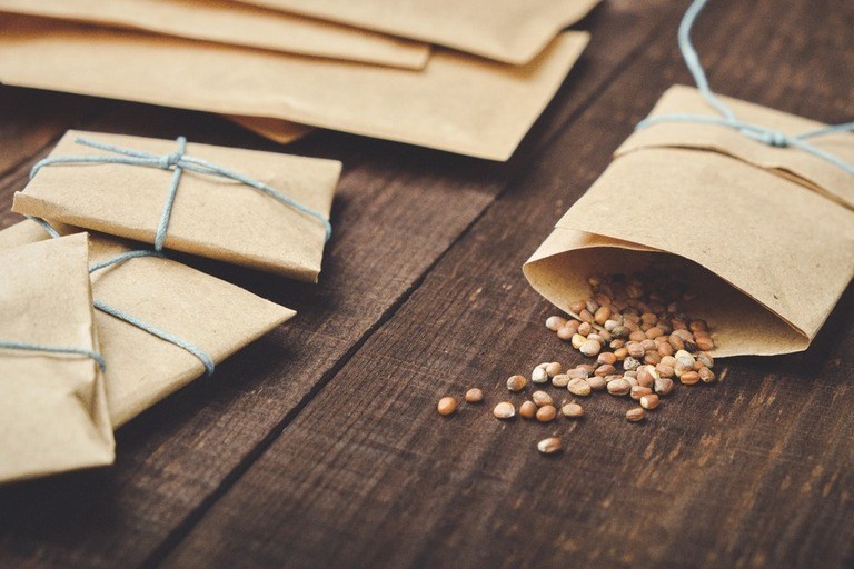 Reasons Why Your Seeds Didn’t Germinate – and How to Fix It? Reasons Why Your Seeds Didn’t Germinate – and How to Fix It?