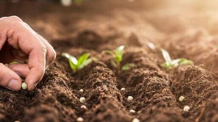 Reasons Why Your Seeds Didn’t Germinate – and How to Fix It?