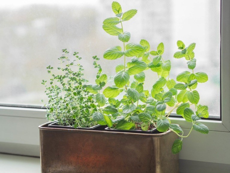 Location Ideas for Apartment and Urban Gardens Location Ideas for Apartment and Urban Gardens