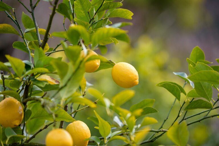 Best Fruits to Grow in a Small Garden Best Fruits to Grow in a Small Garden
