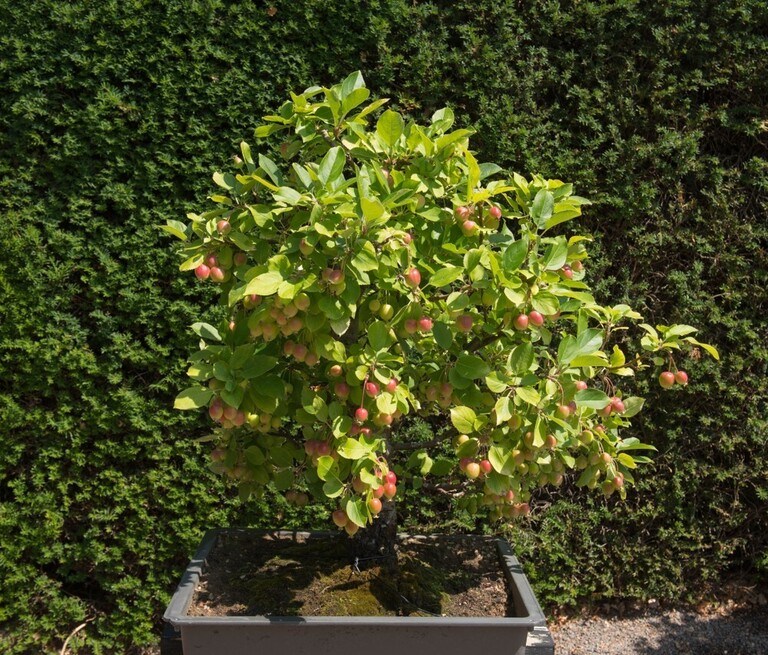 Best Fruits to Grow in a Small Garden Best Fruits to Grow in a Small Garden