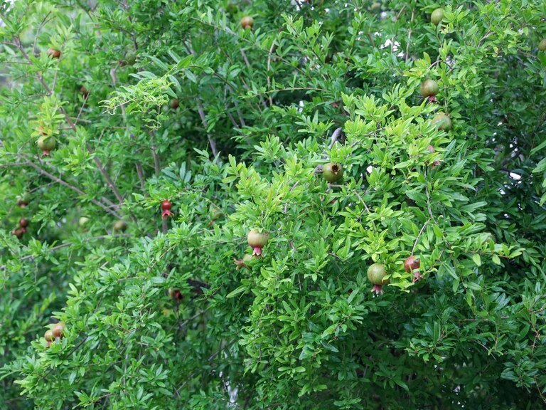 Best Fruits to Grow in a Small Garden Best Fruits to Grow in a Small Garden