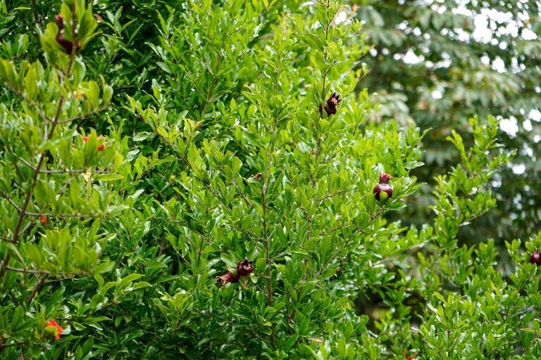 Best Fruits to Grow in a Small Garden Best Fruits to Grow in a Small Garden