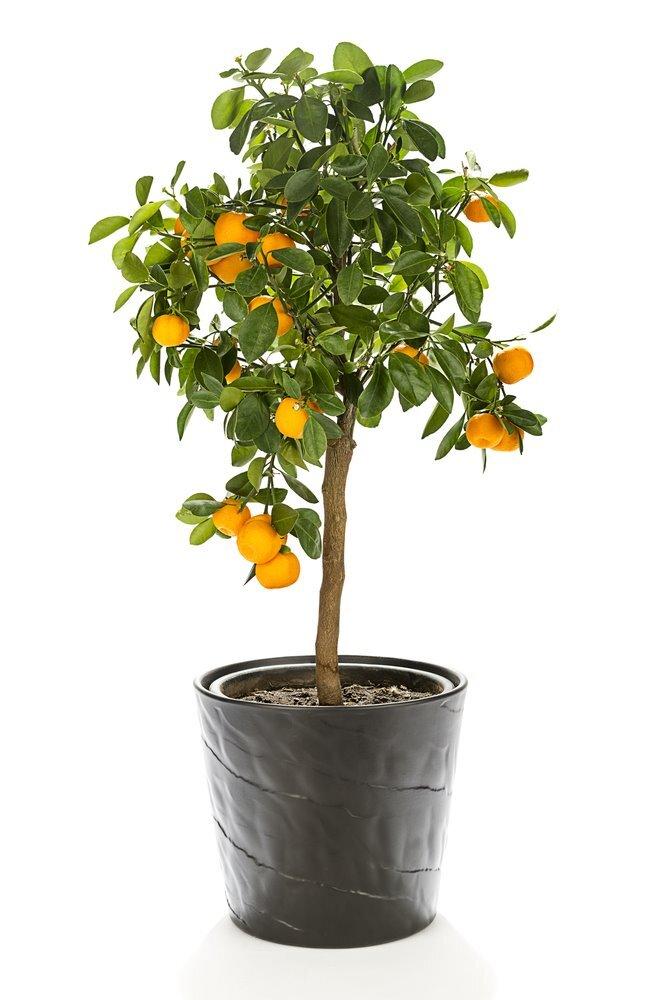 Best Fruits to Grow in a Small Garden Best Fruits to Grow in a Small Garden