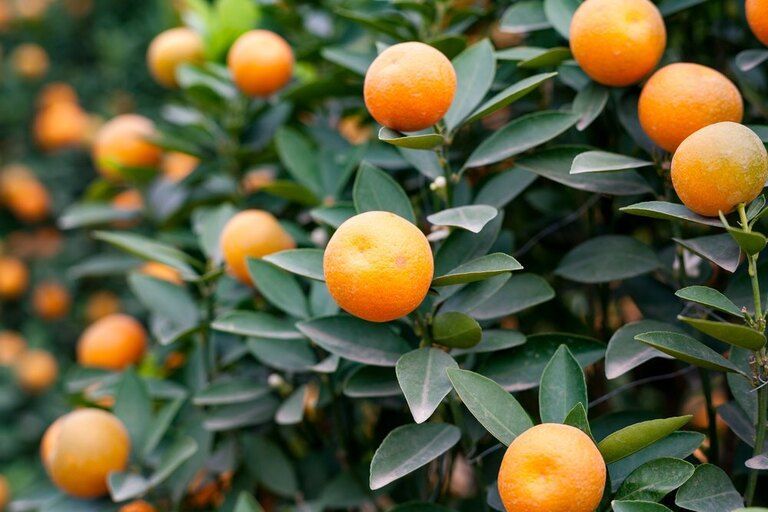 Best Fruits to Grow in a Small Garden Best Fruits to Grow in a Small Garden