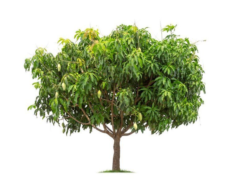 Best Fruits to Grow in a Small Garden Best Fruits to Grow in a Small Garden