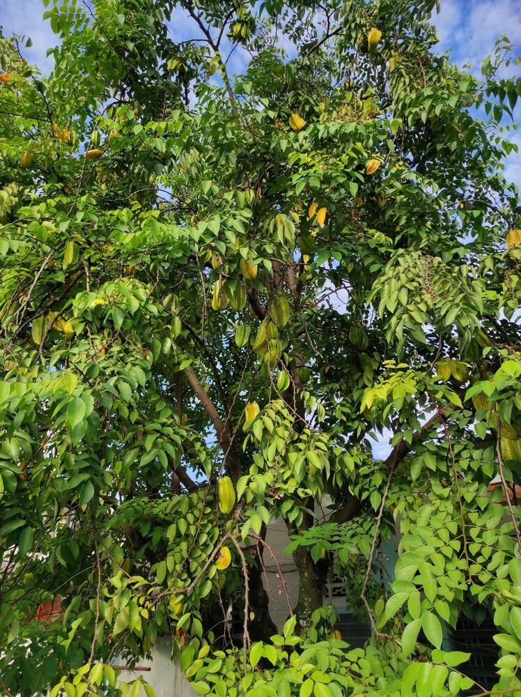 Best Fruits to Grow in a Small Garden Best Fruits to Grow in a Small Garden