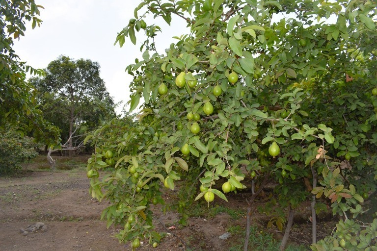 Best Fruits to Grow in a Small Garden Best Fruits to Grow in a Small Garden