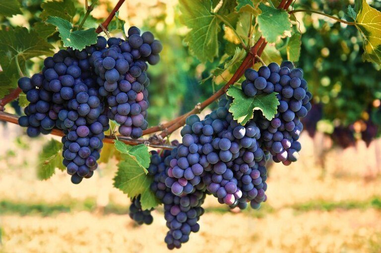 Best Fruits to Grow in a Small Garden Best Fruits to Grow in a Small Garden