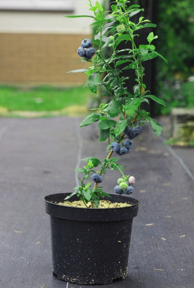 Best Fruits to Grow in a Small Garden Best Fruits to Grow in a Small Garden