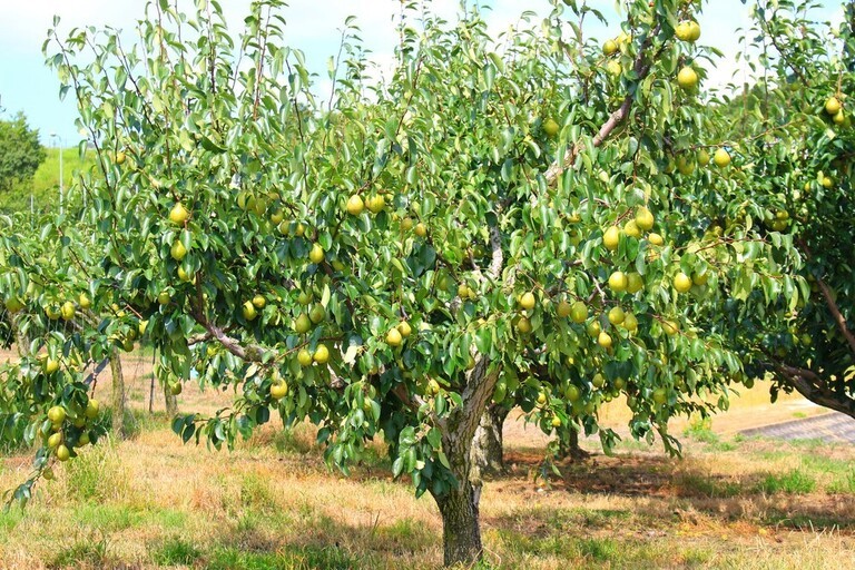 Best Fruits to Grow in a Small Garden Best Fruits to Grow in a Small Garden
