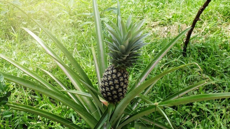 Best Fruits to Grow in a Small Garden Best Fruits to Grow in a Small Garden