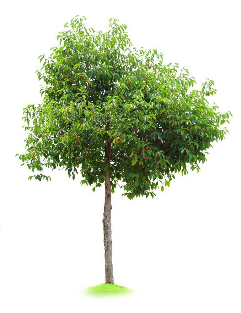 Best Fruits to Grow in a Small Garden Best Fruits to Grow in a Small Garden