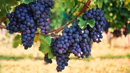 Best Fruits to Grow in a Small Garden