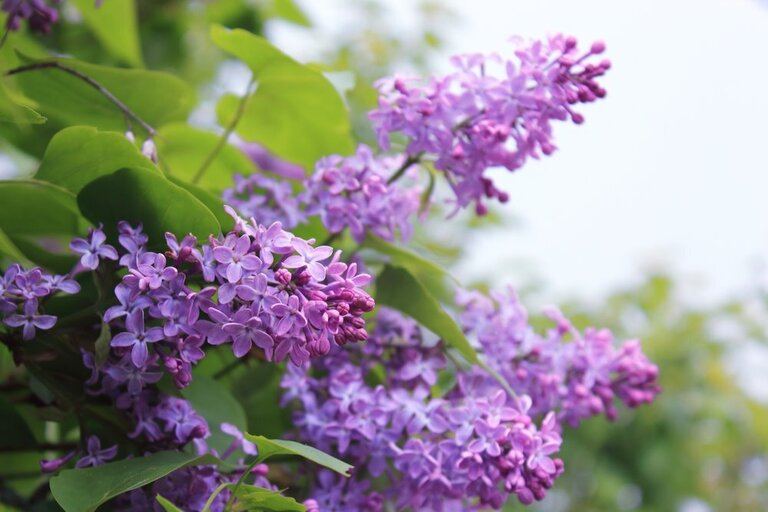 Best Edible Flowers to Grow in Your Garden Best Edible Flowers to Grow in Your Garden