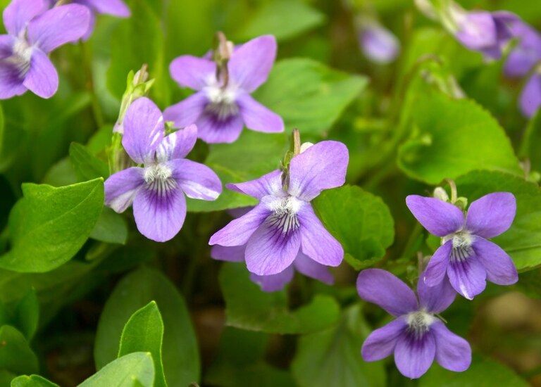 Best Edible Flowers to Grow in Your Garden Best Edible Flowers to Grow in Your Garden