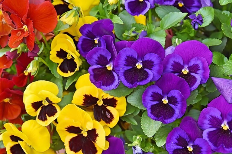 Best Edible Flowers to Grow in Your Garden Best Edible Flowers to Grow in Your Garden