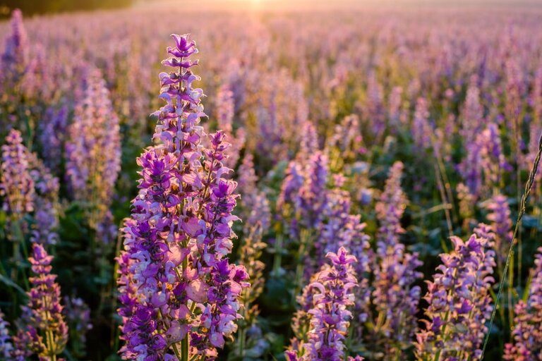 Best Edible Flowers to Grow in Your Garden Best Edible Flowers to Grow in Your Garden
