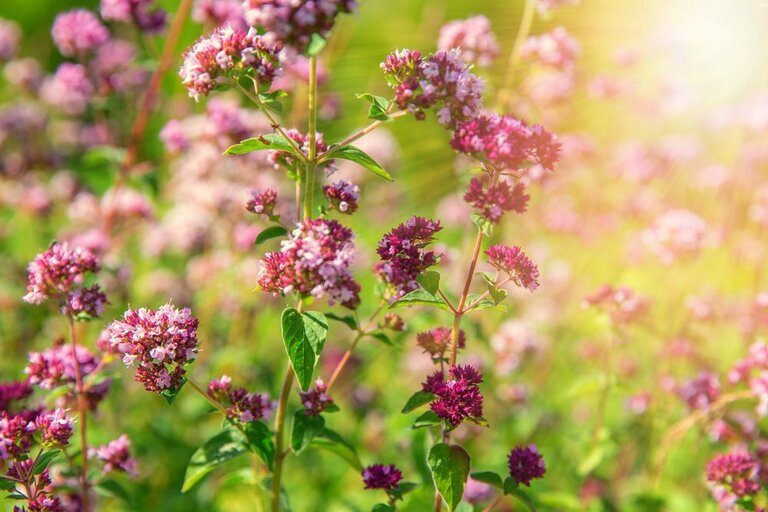 Best Edible Flowers to Grow in Your Garden Best Edible Flowers to Grow in Your Garden