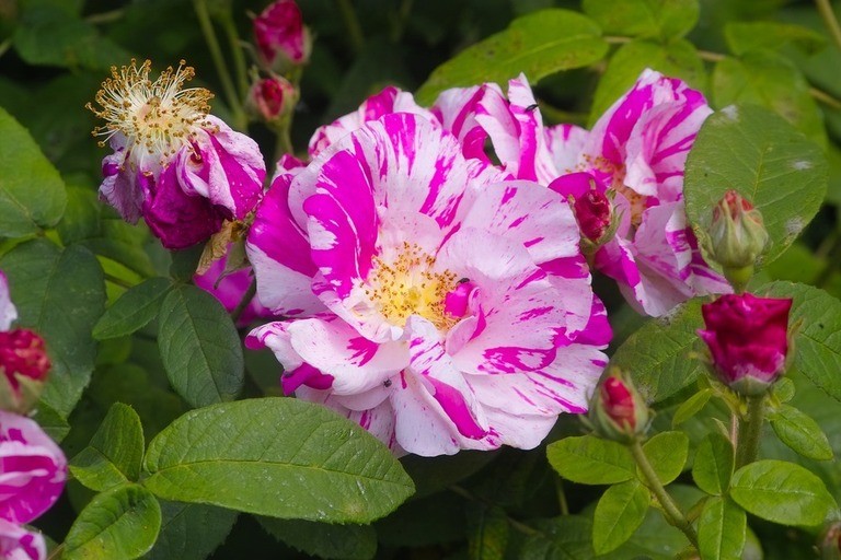 Best Edible Flowers to Grow in Your Garden Best Edible Flowers to Grow in Your Garden