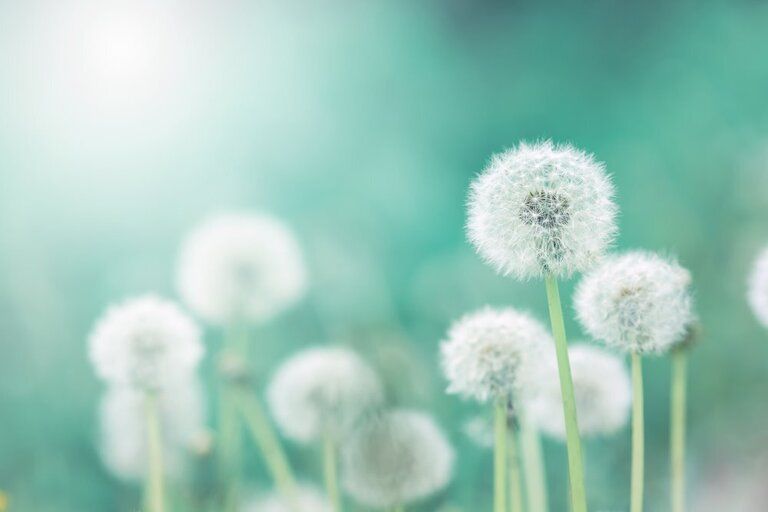 Best Edible Flowers to Grow in Your Garden Best Edible Flowers to Grow in Your Garden