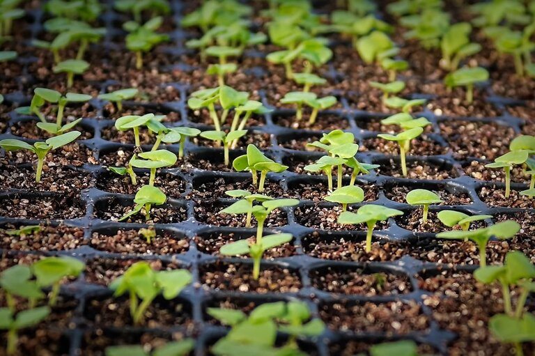 Green Roof Construction - How To Make A Green Roof Green Roof Construction - How To Make A Green Roof