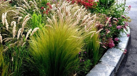 Grass-Free Lawn Alternatives to Revolutionize Your Yard