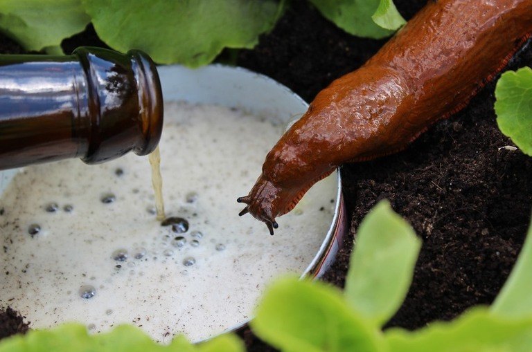 Sure Ways to Get Rid of Snails and Slugs in Your Garden Sure Ways to Get Rid of Snails and Slugs in Your Garden