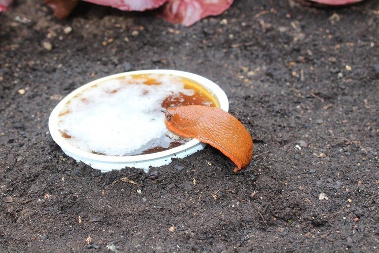 Sure Ways to Get Rid of Snails and Slugs in Your Garden Sure Ways to Get Rid of Snails and Slugs in Your Garden
