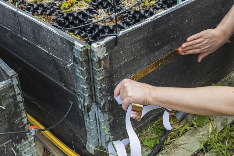 Sure Ways to Get Rid of Snails and Slugs in Your Garden Sure Ways to Get Rid of Snails and Slugs in Your Garden