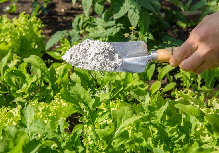 Sure Ways to Get Rid of Snails and Slugs in Your Garden Sure Ways to Get Rid of Snails and Slugs in Your Garden