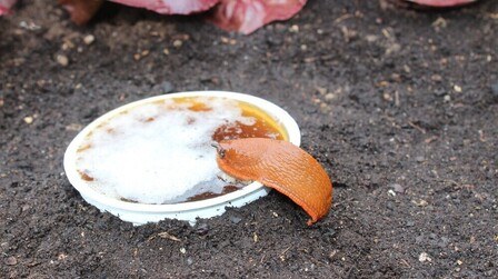 Sure Ways to Get Rid of Snails and Slugs in Your Garden