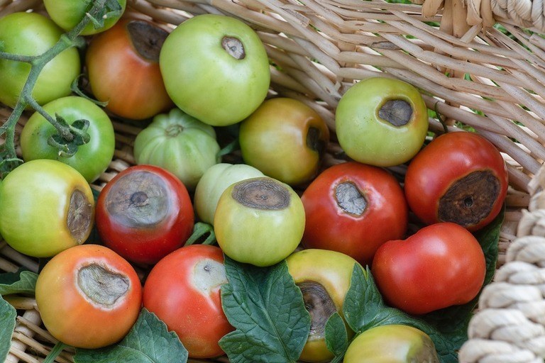 Blossom End Rot in Tomatoes: Prevention & Cures Blossom End Rot in Tomatoes: Prevention & Cures