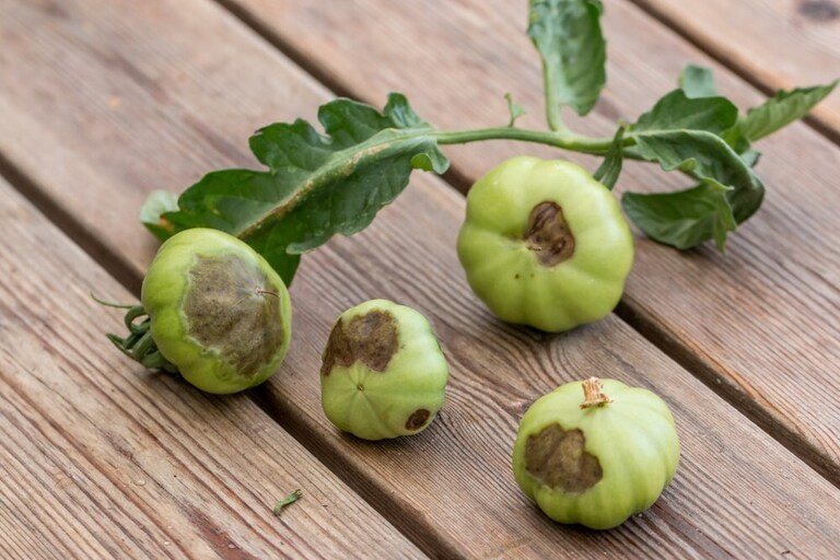 Blossom End Rot in Tomatoes: Prevention & Cures Blossom End Rot in Tomatoes: Prevention & Cures
